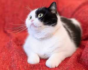 Collar de Lujo para Mascotas Qbellpet con Pedrería, Joyería de Cristal, Collar de Cuero PU para Perros y Gatos, Brillante con Diamantes y Campana para Mascotas Pequeñas - Product Image 6