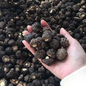 Champignons Shiitake bruts cultivés en vrac, <span class=keywords><strong>de</strong></span> qualité supérieure, 1,5-2 cm, petits, pour l'hiver - Product Image 1