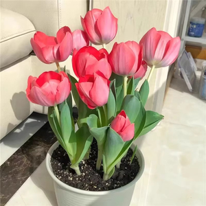 Juego de Cuatro Flores de Tulipán Importadas en Maceta, Resistentes al Frío, Hechas a Mano, para Plantar Todo <span class=keywords><strong>el</strong></span> Año, Realistas, para <span class=keywords><strong>el</strong></span> Día de San Valentín, Navidad - Product Image 3