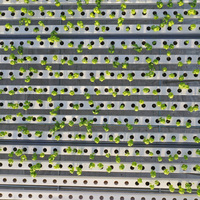 Chaînes NFT dans le système hydroponique vertical pour la culture de légumes