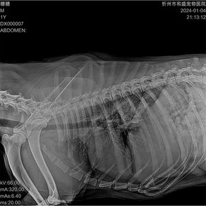 Carewiewブランド獣医DRフラットパネル検出器Drマンモグラフィペット診断用動的検出器 - Product Image 6