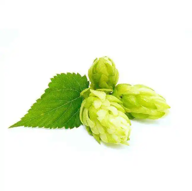 Grosir bubuk ekstrak Hop yang larut dalam air ekstrak Hops 10:1 20:1 Humulus ekstrak Lupulus ekstrak bunga bir