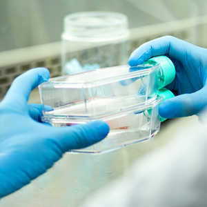 Frascos de Cultivo de Tejidos de Plástico PS, Frascos de Cultivo Celular Estériles de 250 ml con Tapa para Investigación Biológica - Product Image 2