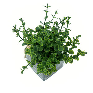 Vente flash : feuilles d'eucalyptus artificielles dans un vase en <span class=keywords><strong>verre</strong></span>, vert, 15 x 15 cm, pour la décoration de la maison, les mariages, les événements et l'extérieur - Product Image 3