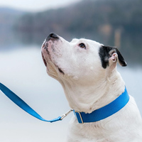 Collier Martingale pour Chien en Nylon Simple, Robuste, Durable, Léger et Réglable avec Anneaux en Métal