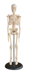 Modelo de <span class=keywords><strong>esqueleto</strong></span> de enseñanza humana Mecanmed, <span class=keywords><strong>esqueleto</strong></span> de tamaño real, modelo de <span class=keywords><strong>esqueleto</strong></span> <span class=keywords><strong>humano</strong></span> de 180CM de altura - Product Image 6