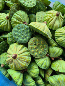 100% semillas de loto frescas orgánicas seleccionadas a mano frescura óptima dulzura valor nutricional Vietnam Toan Tai Loc Phat marca - Product Image 6