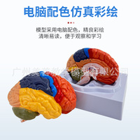 Modèle d'enseignement de l'anatomie du cerveau humain pour la neurologie médicale, les sciences du cerveau, les régions cérébrales et le système cérébrovasculaire