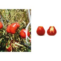 Bouteille de sauce tomate italienne « Classique Passata » - Purée de tomates