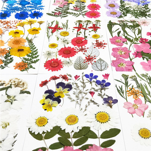 Gran oferta de materiales de flores secas, maquillaje DIY, funda para teléfono de uñas, marco de flores de plantas, flor prensada decorativa seca Natural Real - Product Image 5