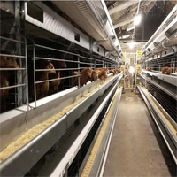 Cage automatique de type H pour élevage de poulets de grande capacité, économique, pour système en batterie, galvanisation à chaud, garantie 1 an, cages pour animaux
