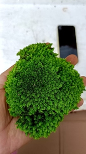 Vente en gros de mousse de boule carrée naturelle verte, mousse de poteau, carreaux de mousse, décoration de bureau, lichen stabilisé et préservé, Fête du Poisson d'avril - Product Image 5