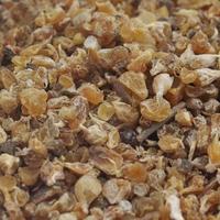 Légume aromatique naturel séché de laitue sauvage chinoise (Xie Bai) pour le confort pulmonaire, tisane sans additifs
