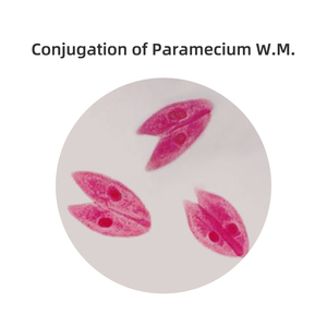 Lames de microscope à paramécie Schizogenèse et <span class=keywords><strong>conjugaison</strong></span> de la paramécie W.M. Spécimen de diapositives éducatives préparées en laboratoire - Product Image 5