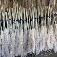 Rumput Pampas Kering Alami Warna Beige Ramah Lingkungan Dekorasi Rumah yang Mengembang untuk Hari Ibu Natal Hari Valentine Paskah