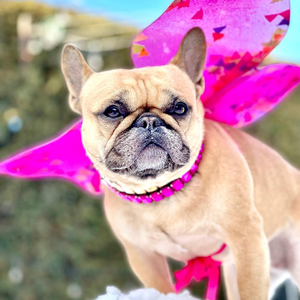 <span class=keywords><strong>Collar</strong></span> de perro de cuero de lujo personalizable con patrón sólido de diamantes de imitación de piedra de cristal ostentoso <span class=keywords><strong>Collar</strong></span> de Mascota de piedra de cristal personalizado - Product Image 4