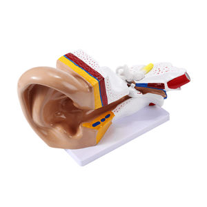Modèle d'anatomie de l'oreille médicale 3x Structure du système de l'oreille interne moyenne externe Modèle de structure de l'oreille externe humaine Recours de formation - Product Image 4