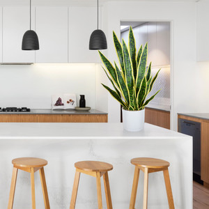 <span class=keywords><strong>Planta</strong></span> Artificial Sansevieria (Madre de la Novia) de Plástico de Primera Calidad para Decoración de Mesa en el Hogar - Product Image 3