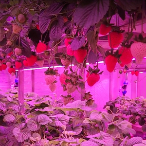 Contenedor de Cultivo de Fresas con Aislamiento Multicapa, Colector de Goteo Separado, Regulación Manual del Agua, Diseño de Flujo de Aire Cruzado Natural - Product Image 3