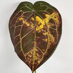 LO-535 بالجملة، ورقة أنثوريوم اصطناعية كبيرة بطول 81 سم، بلمسة حقيقية، نبات استوائي للديكور المنزلي وتزيين حفلات الزفاف - Product Image 1