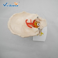 Modelo de Vértebras Cervicales Articuladas con Disco Intervertebral y Nervio para Entrenamiento de Rehabilitación y Masaje, con Certificaciones CE/ISO/ROHS/CNAS
