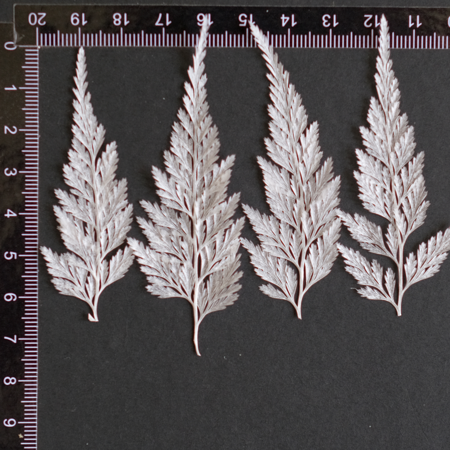 MH687 Lace Fern 4-6cm white 50pcs