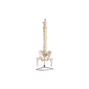 A1020 Columna vertebral <span class=keywords><strong>de</strong></span> tamaño real para Ciencias médicas con modelo <span class=keywords><strong>de</strong></span> pelvis y <span class=keywords><strong>huesos</strong></span> <span class=keywords><strong>de</strong></span> media pierna para enseñar y Aprender anatomía - Product Image 1