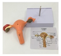 Sistema reproductivo femenino, herramienta de enseñanza de anatomía, modelo de útero humano con Vagina y ovarios, modelo de órgano de simulación patológica