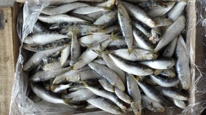 Pescado sardina congelado sardina en conserva - Product Image 4