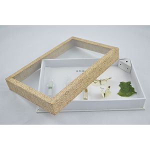 Especímenes de Historia Vida del Mariposa Blanca del Repollo, Equipo Didáctico, Suministro Directo de Fábrica, Especímenes de Insectos, Para Niños - Product Image 4