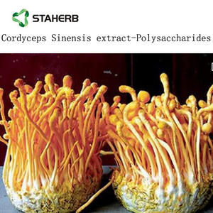 Prezzo di fabbrica <span class=keywords><strong>Cordyceps</strong></span> Sinensis estratto 30% polisaccaridi in polvere - Product Image 6