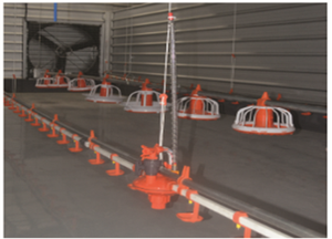 Attrezzatura Avicola Big Herdsman per Allevamenti di Polli da Riproduzione per la Somministrazione di Mangime - Product Image 2