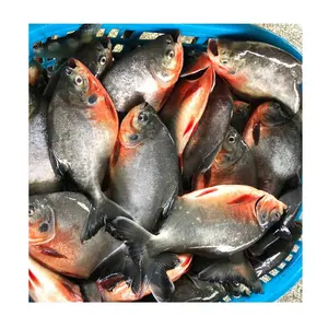 Afrika pazarı için yüksek kaliteli IQF kırmızı Pomfret balık toptan kırmızı Pacu balık