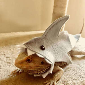 Jouet interactif en feutre doux fait main motif requin pour dragon barbu, lézard, caméléon, iguane et autres reptiles – Offre spéciale - Product Image 1