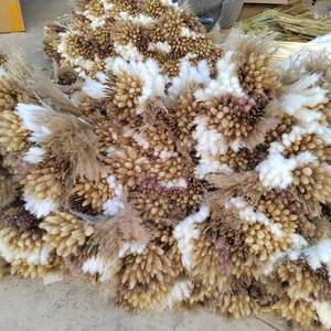 Ensemble de fleurs séchées naturelles (herbe de lapin et herbe de la pampa) avec livraison rapide et rapport d'inspection des plantes disponible. - Product Image 2