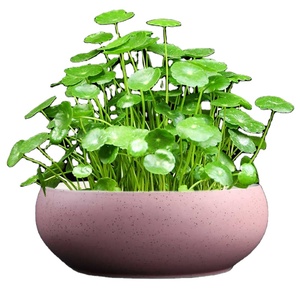 Planta Hidropónica de Hierba del Dinero de Cobre, Planta Hidropónica de Hierba del Dinero Dorada para Interiores, en Maceta, para Mesa de Salón, Fácil de Cultivar - Product Image 5