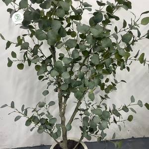 Venta al por mayor decoración del hogar Planta artificial seca eucalipto flor seca en maceta inmortal hoja de eucalipto artificial bonsái - Product Image 5