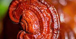 מזון כיתה Ganoderma מחזירת אור Spore שמן סין ריישי פטריות חיוני שמן לחיזוק חסינות - Product Image 4