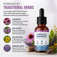 Extrait liquide de soutien lymphatique aux herbes traditionnelles pour le soutien immunitaire des adultes, compte-gouttes 30 ml