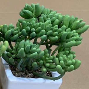 Tanaman sukulen buatan, tanaman Mini palsu dalam semen imitasi terlihat pot kecil realistis sukulen palsu dalam ruangan untuk ZR5013 - Product Image 6