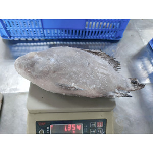 Tilapia Congelée Entière Ronde Noire 500g, Processus de Congélation LQF, Exportation Chine - Product Image 4