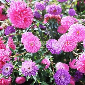 Graines de chrysanthème à double pétale, naines, huileuses, faciles à cultiver en extérieur, toutes saisons, cour, Jiangxi, Chine - Product Image 3