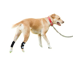 ACL pequeño perro <span class=keywords><strong>rodillera</strong></span> <span class=keywords><strong>ortocanis</strong></span> soporte <span class=keywords><strong>rodillera</strong></span> pierna envolturas para perros <span class=keywords><strong>rodillera</strong></span> para perros con desgarro ACL - Product Image 3