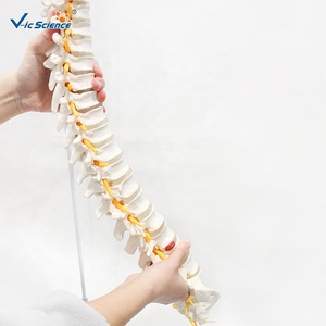 Modèle de <span class=keywords><strong>squelette</strong></span> humain en PVC grandeur nature pour l'enseignement des sciences médicales et la formation en anatomie - Product Image 1