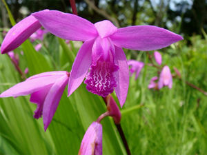 Natuurlijke Kruiden <span class=keywords><strong>Bletilla</strong></span> Striata Wortel <span class=keywords><strong>Extract</strong></span> <span class=keywords><strong>Bletilla</strong></span> Striata <span class=keywords><strong>Extract</strong></span> Poeder - Product Image 4