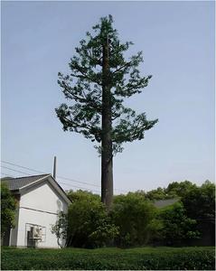 Thép mạ kẽm nhân tạo ngụy trang cây tháp Viễn Thông monopole tháp phụ kiện - Product Image 1