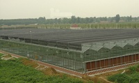 Serre en verre Venlo de 1000 m² à vendre