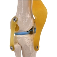 Modelo Anatómico de Articulación de Rodilla de Esqueleto Humano de Tamaño Real para Anatomía Médica