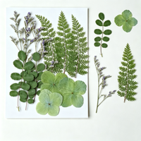 Ensemble de fleurs pressées naturelles, couleur naturelle, préservées, avec des types variés pour le scrapbooking, cadre photo, art floral pressé