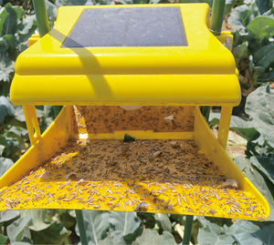 Chilo suppressala controllo dei parassiti falena trappola luce controllo De Plagas - Product Image 3